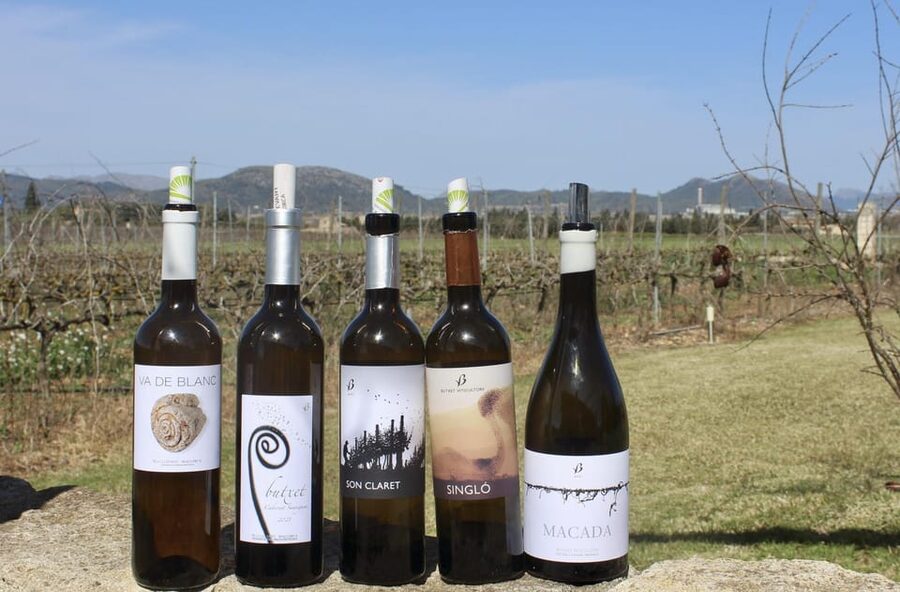 Alcúdia/Can Picafort: Guided Vineyard Visit and Wine Tasting - Key points to know before booking