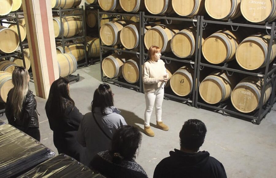 Alcúdia/Can Picafort: Guided Vineyard Visit and Wine Tasting - Who should book this Mallorca wine tour?