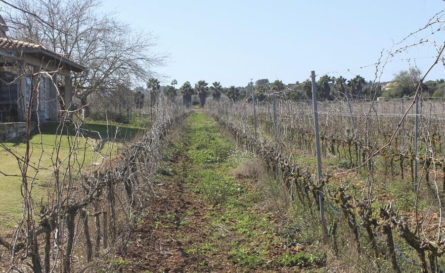 Alcúdia/Can Picafort: Guided Vineyard Visit and Wine Tasting - Getting to the winery from Alcudia and Can Picafort