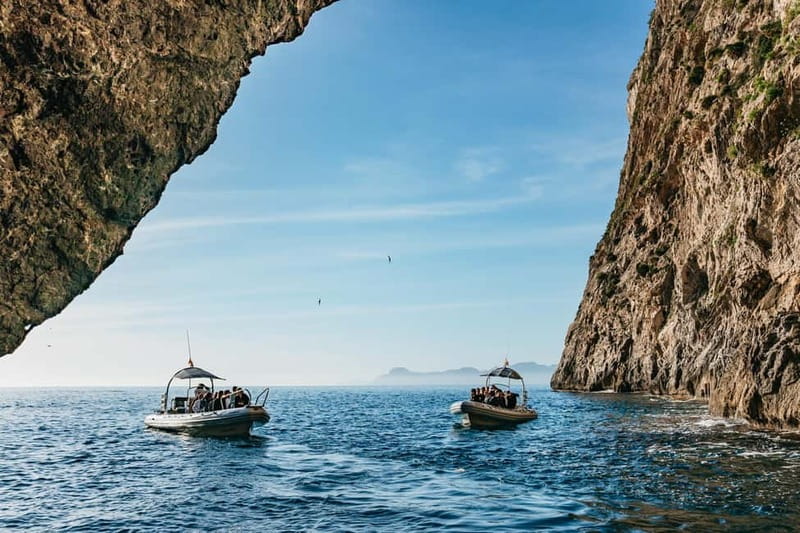 Alcudia or Can Picafort: Dolphin-Watching Cruise - A three-hour outing built around wild dolphins