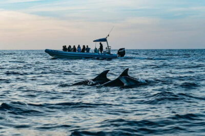 Dolphin-Watching Cruise