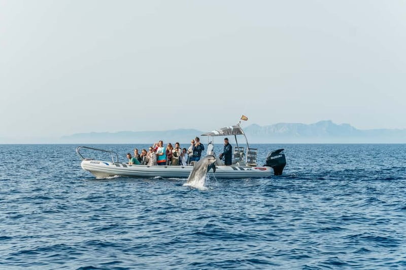 Alcudia or Can Picafort: Dolphin-Watching Cruise - Cabo Formentor and the north coast