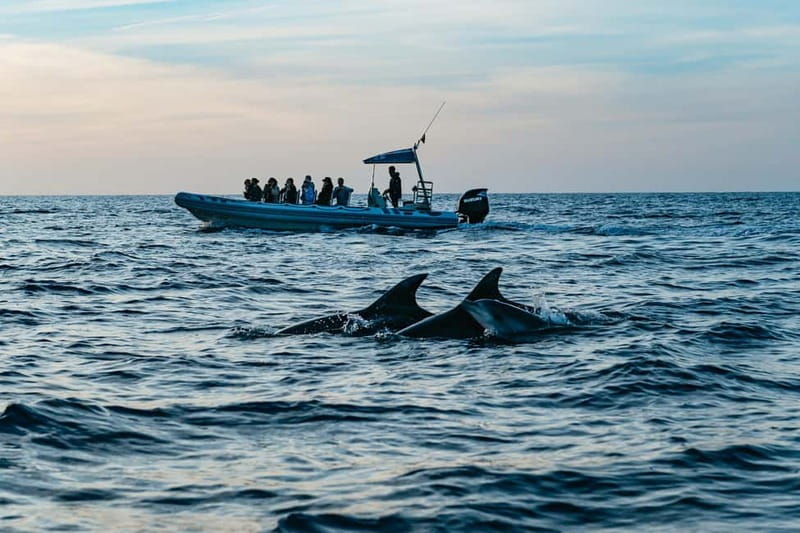 Alcudia or Can Picafort: Dolphin-Watching Cruise - Sunrise versus afternoon departure