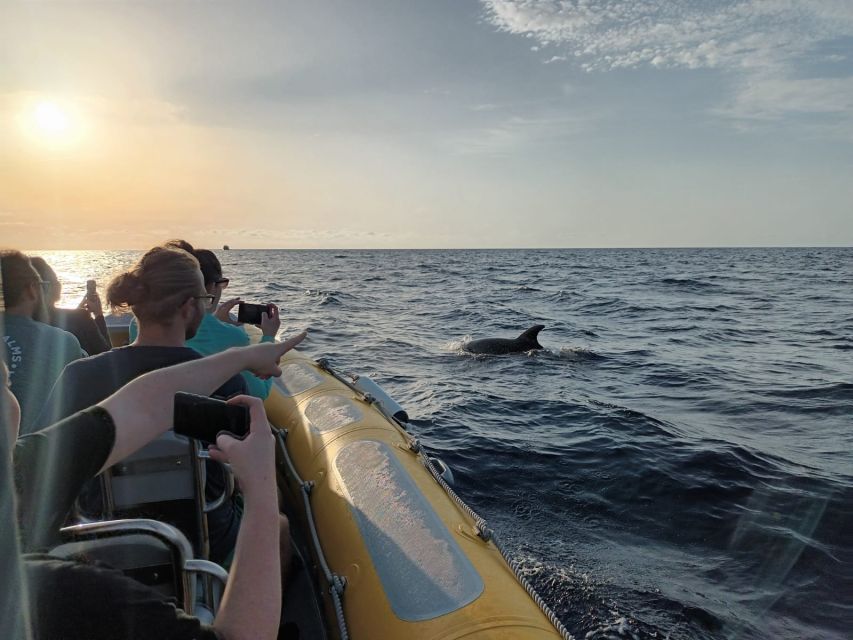 Can Picafort: Dolphin Watching Boat Tour with Swimming - What the $79 price includes
