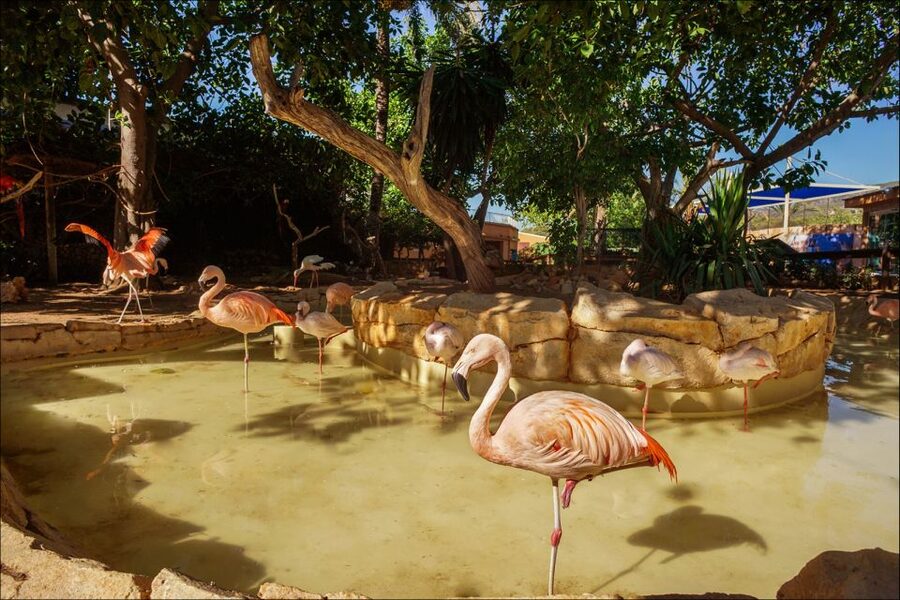 Costa d'en Blanes: Entry Ticket for Marineland Mallorca - Why Marineland’s Dolphin Shows Get Most of the Attention