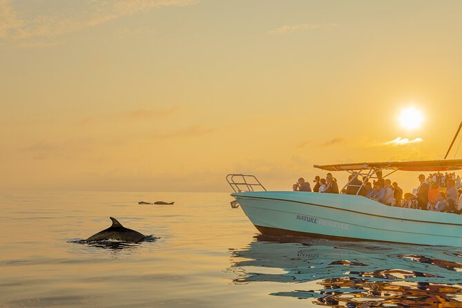Dolphin watching by boat - Meeting Alcudia before sunrise