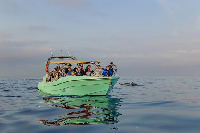 Dolphin watching by boat - How to make the most of the experience