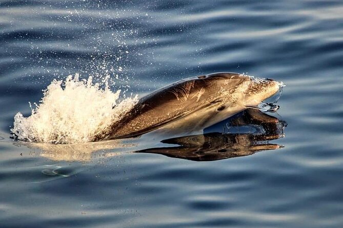 Dolphin watching by boat - Heading toward Cap de Formentor