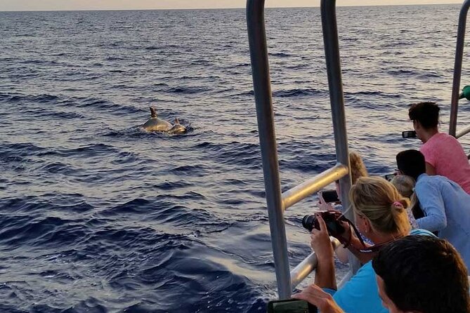 Dolphin Watching in Mallorca (Paguera) - The Camp de Mar swim stop