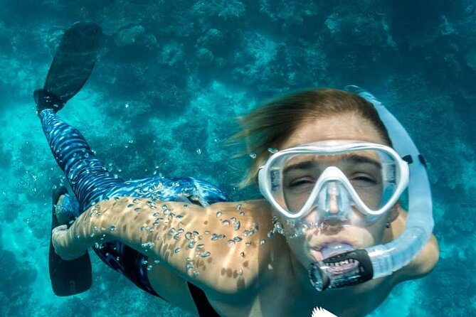 Dolphin Watching in Mallorca (Paguera) - What the crew adds to the experience