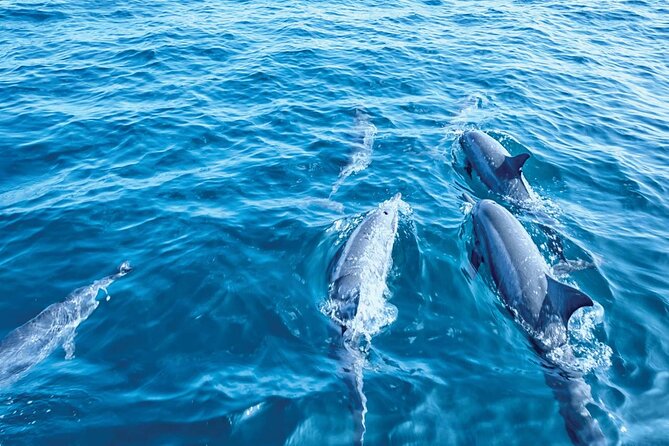 Dolphin Watching in Mallorca (Paguera) - Handling the sea, heat, and crowded viewing areas