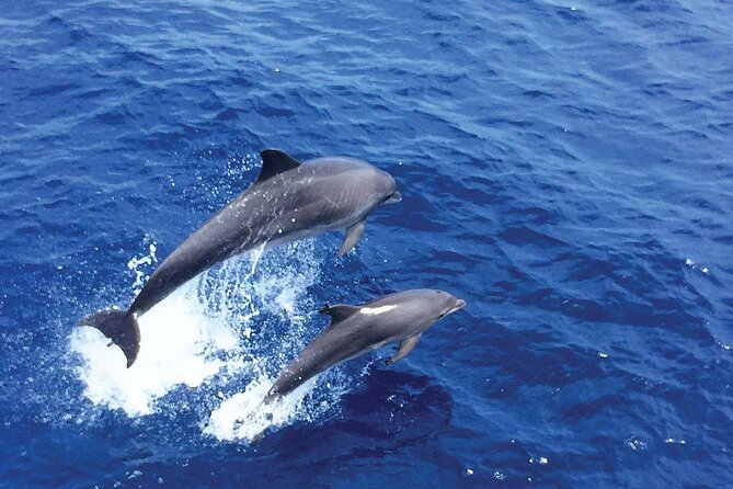 Dolphin Watching in Mallorca (Paguera) - Who will enjoy this Paguera boat trip