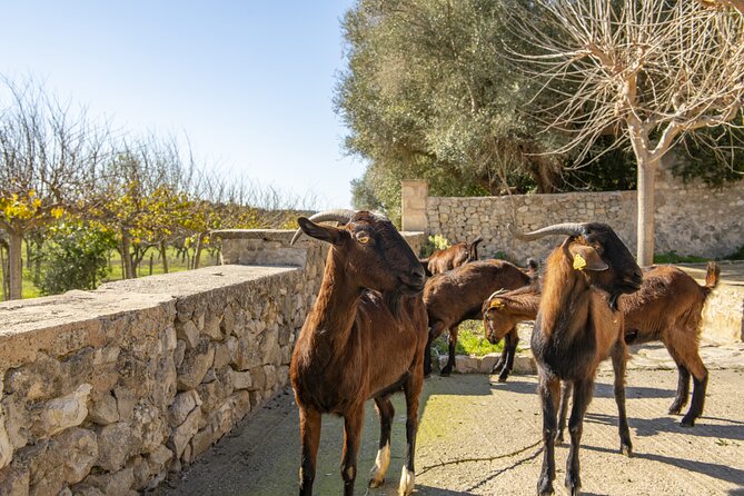 Els Calderers House Museum in Mallorca - Who will enjoy Els Calderers most?