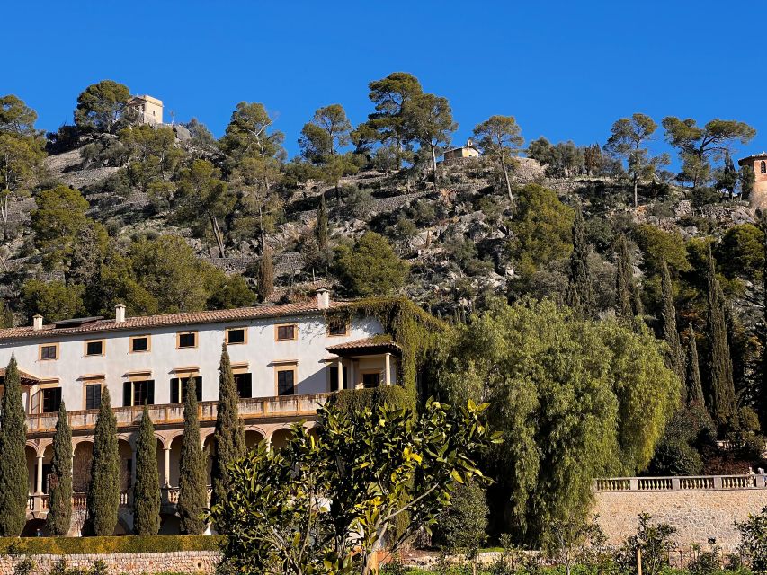 Embrace the enchantment of Mallorca's almond blossom season - Why Mallorca’s almond season is worth planning around