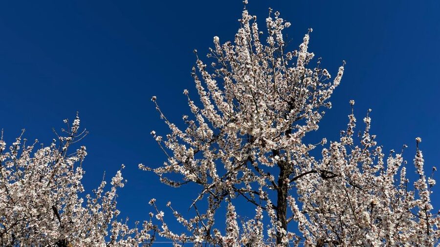 Embrace the enchantment of Mallorca's almond blossom season - Fresh juice and farm life in Orange Valley
