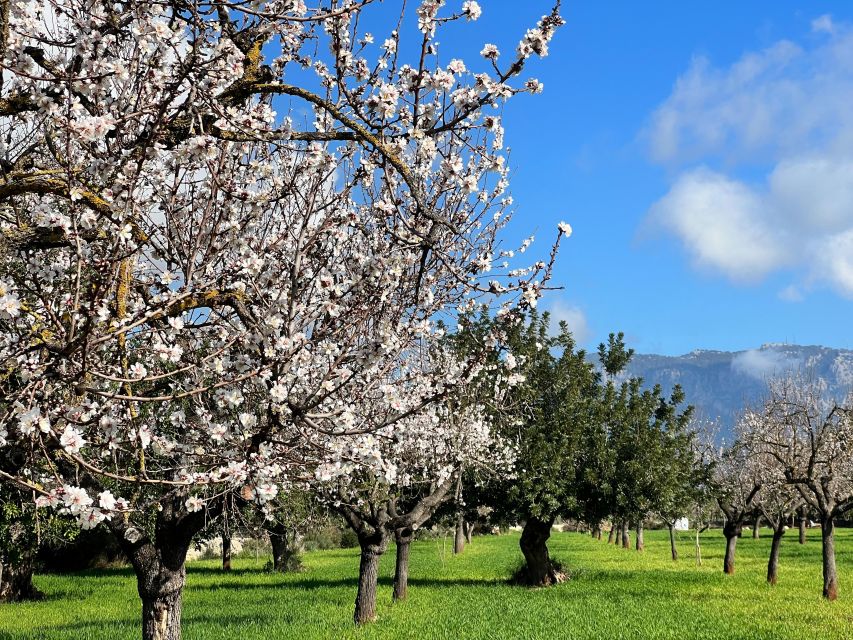 Embrace the enchantment of Mallorca's almond blossom season - Coffee and Coca de Patata in Valldemossa