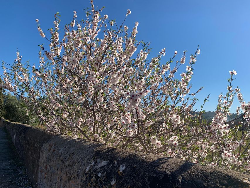 Embrace the enchantment of Mallorca's almond blossom season - Esporles and the final almond groves