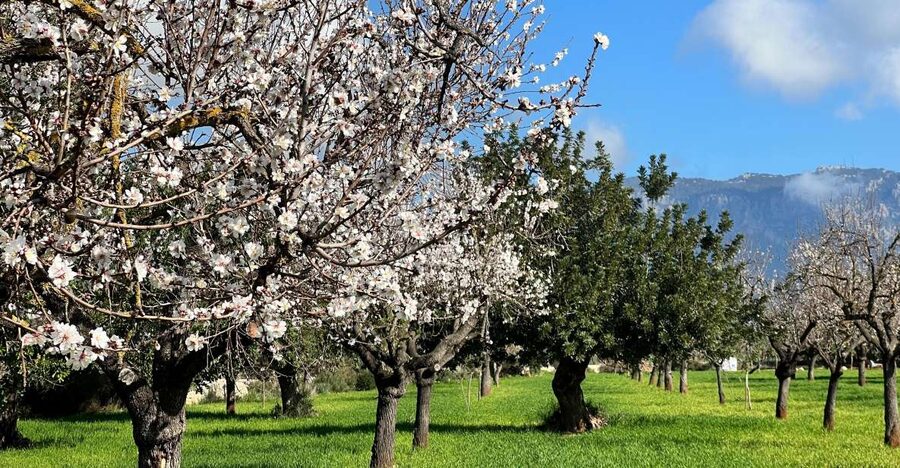 Embrace the enchantment of Mallorca's almond blossom season - A country estate shaped by Moorish Mallorca