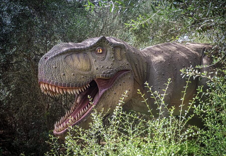From Alcúdia: Dinosaurland and Hams' Caves Half-Day Trip - Leaving Alcúdia by air-conditioned coach