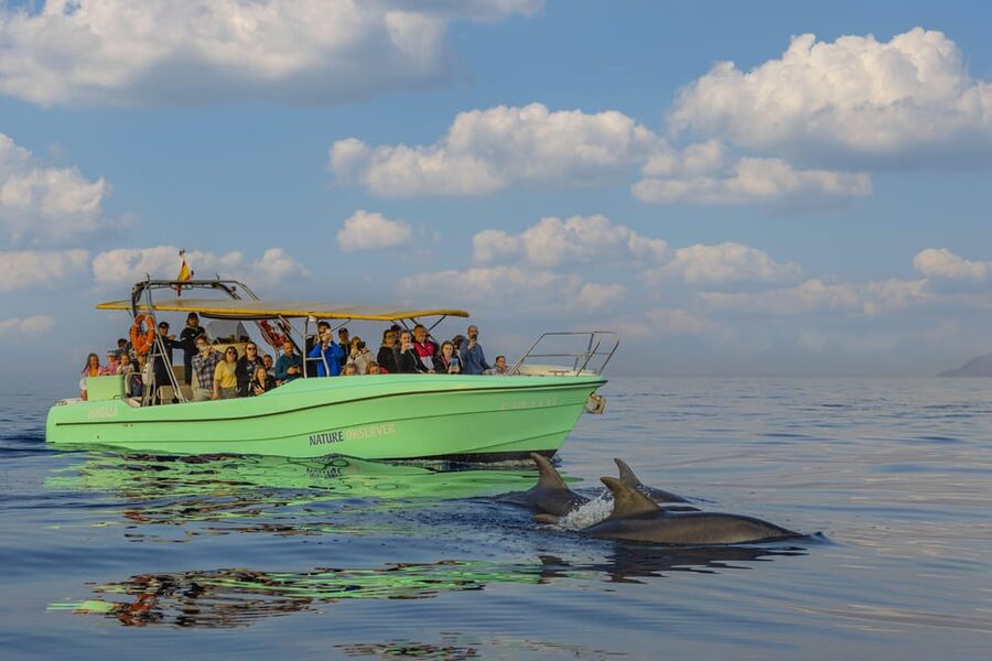 From Alcudia: Sunrise Dolphin Watching Boat Tour - Key points at a glance