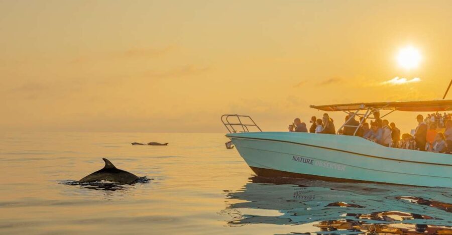 From Alcudia: Sunrise Dolphin Watching Boat Tour - Why this early-morning trip works so well