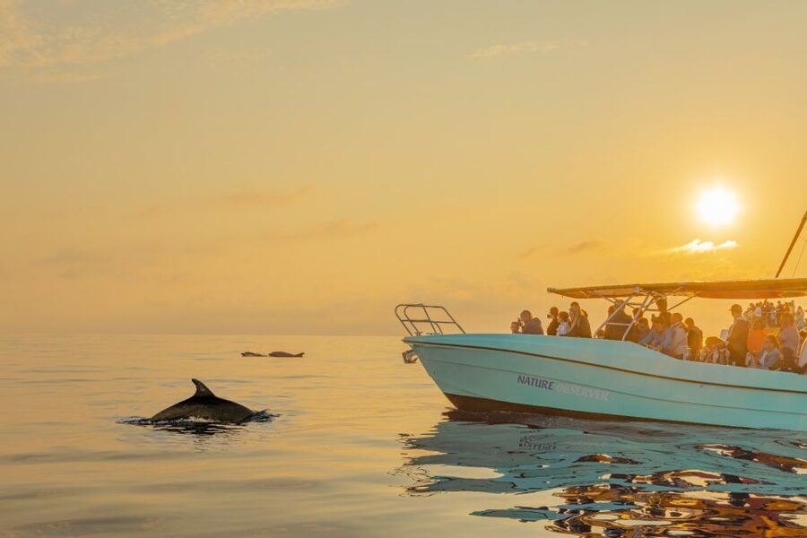 From Alcudia: Sunrise Dolphin Watching Boat Tour - Setting off from Port d’Alcúdia