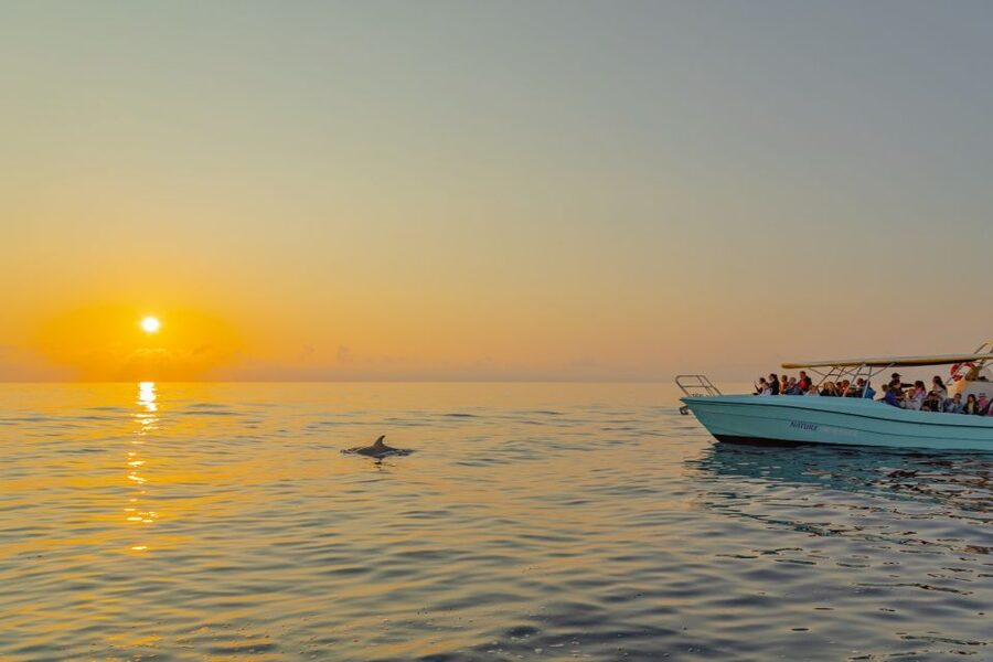 From Alcudia: Sunrise Dolphin Watching Boat Tour - Crew care and the multilingual experience