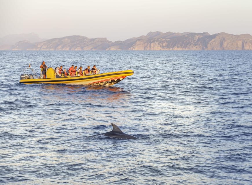 From Alcudia: Sunrise Dolphin Watching Boat Tour - What to bring and how to prepare