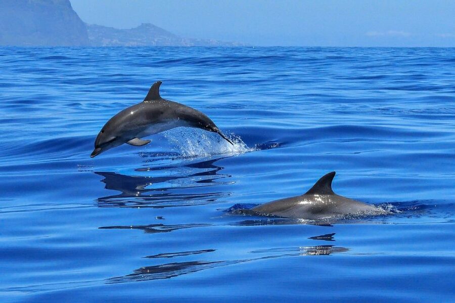 From Alcudia: Sunrise Dolphin Watching Boat Tour - From Alcúdia hotels to the port