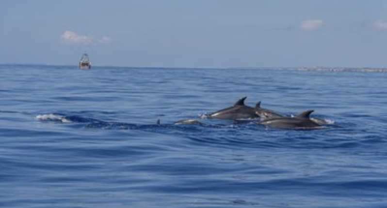 From Can Picafort: Dolphin Watching and Cave Boat Trip - The long run toward Cabo de Formentor