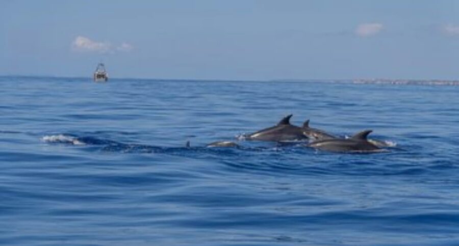From Can Picafort: Dolphin Watching and Cave Boat Trip - A slower look at Cap de Pinar and the sea cave