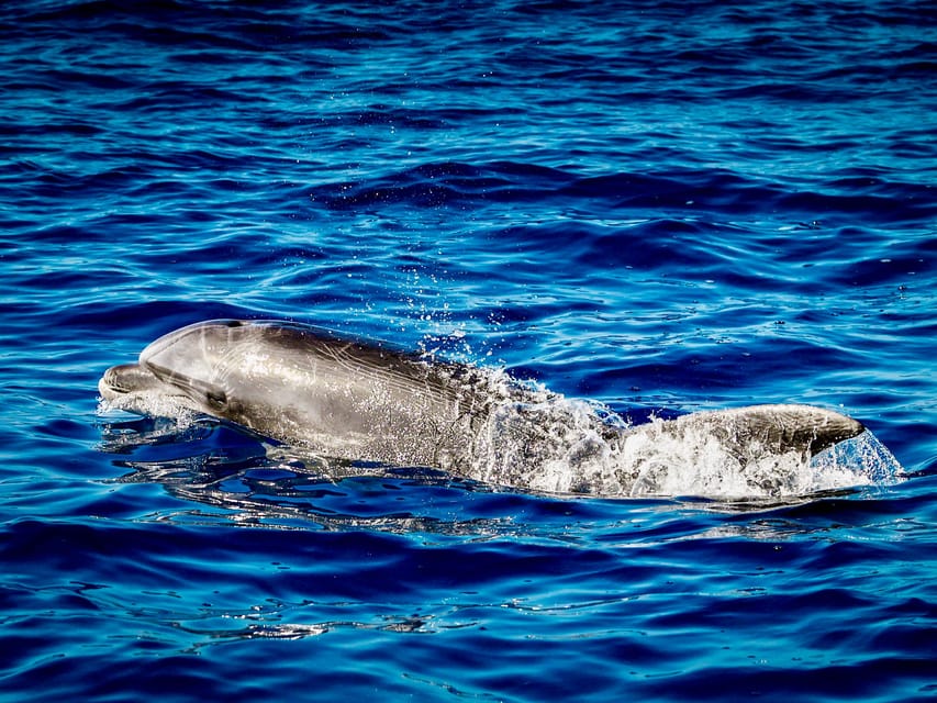 From Can Picafort: Dolphin Watching and Cave Boat Trip - Swimming at Es Coll Baix