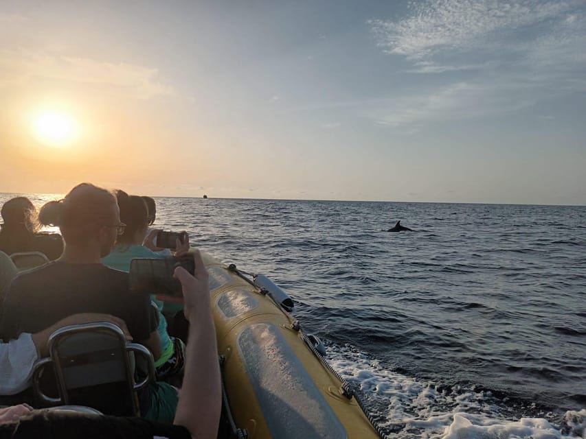 From Can Picafort: Dolphin Watching and Cave Boat Trip - How the weather changes the experience