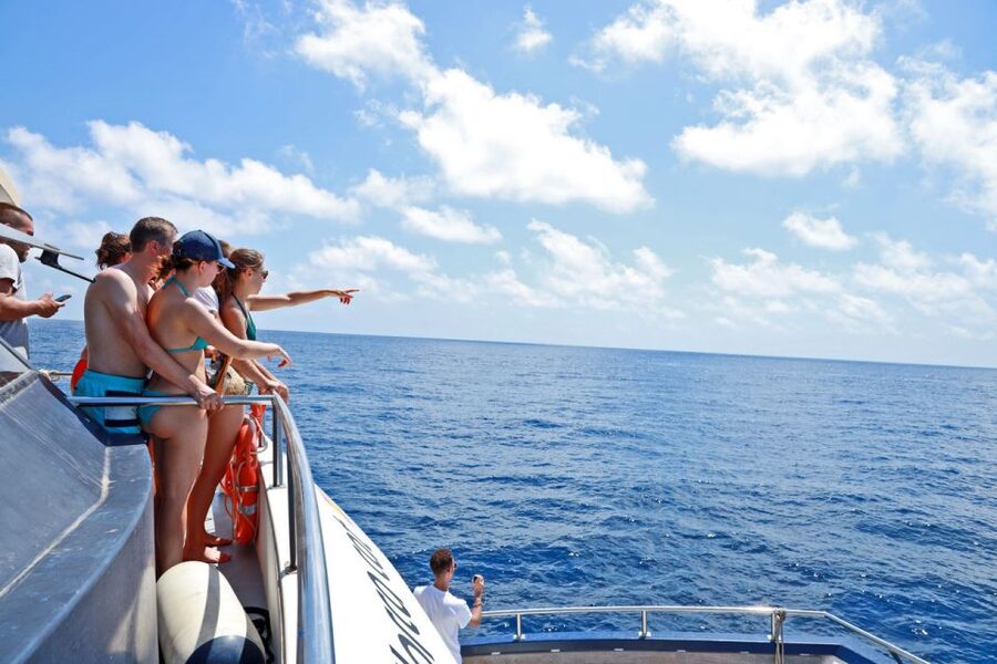 From Palma: 3-Hour Morning Dolphin Watching Boat Tour - Booking advice for a smoother morning