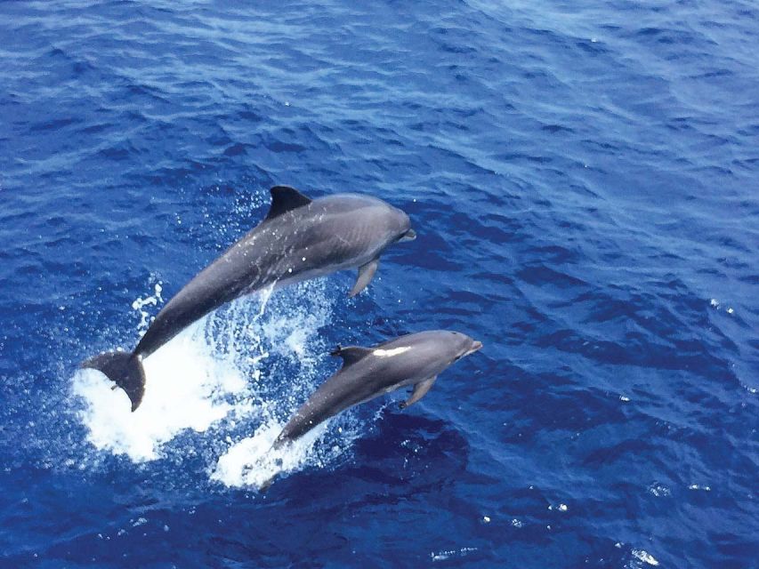 From Palma: 3-Hour Morning Dolphin Watching Boat Tour - A short swim in a clear cove