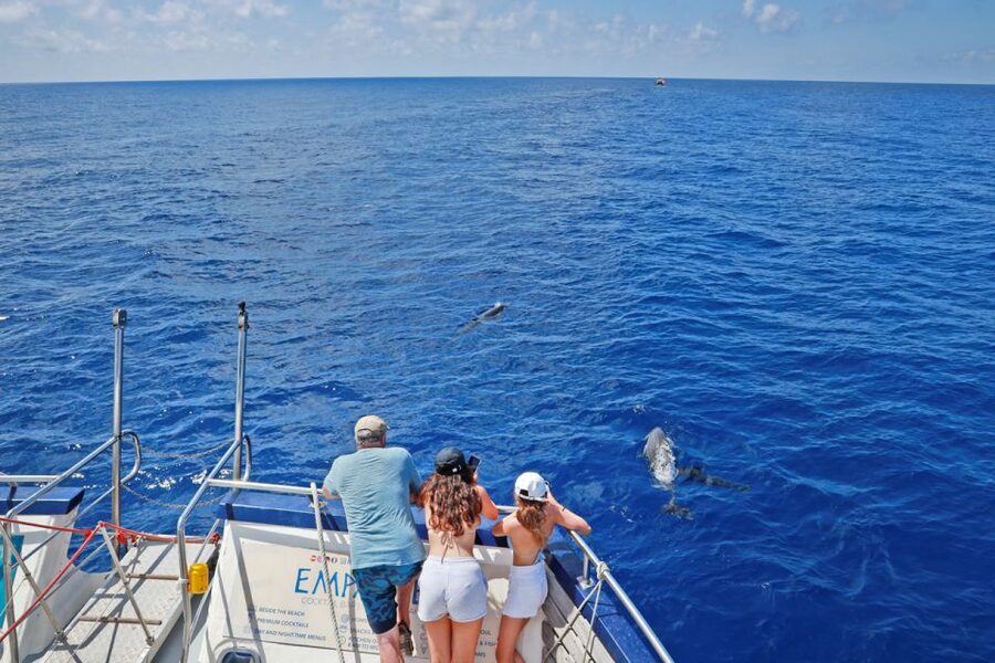 From Palma: 3-Hour Morning Dolphin Watching Boat Tour - How much guiding should you expect?
