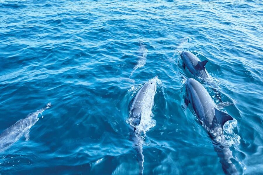 From Palma: 3-Hour Morning Dolphin Watching Boat Tour - The environmental side of the dolphin search