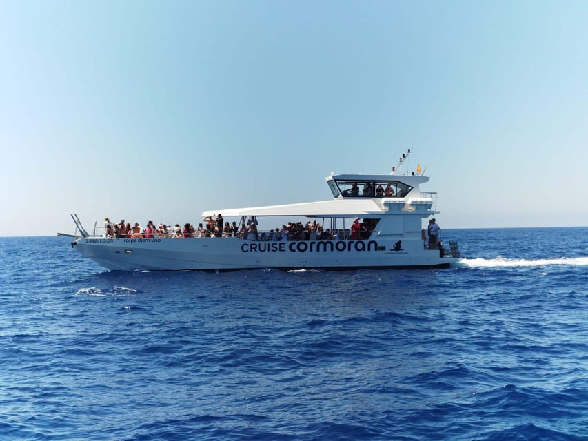 From Palma: Afternoon Dolphin-Watching Boat Tour - Dolphins in the open water off Palma