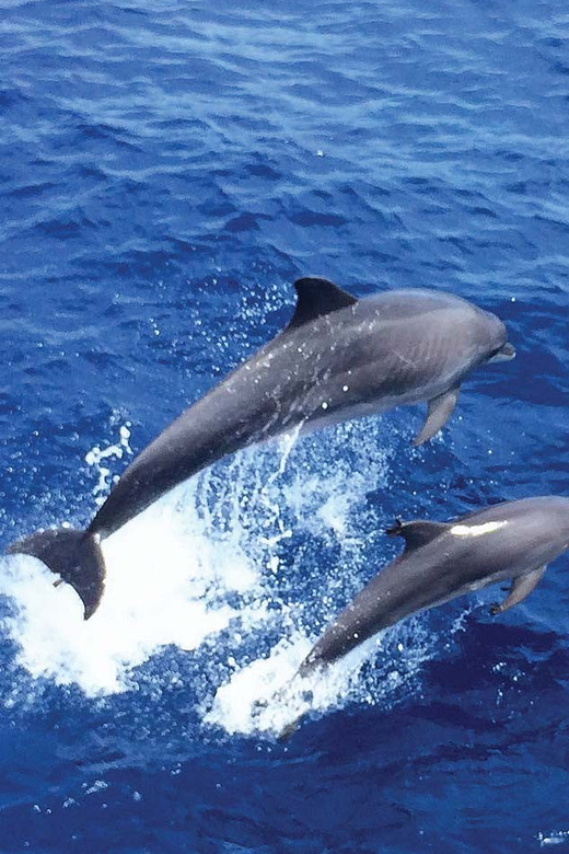 From Palma: Afternoon Dolphin-Watching Boat Tour - Who will enjoy this most