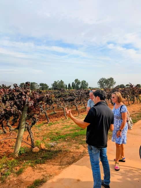 From Palma de Mallorca: Private Wine and Local Flavors Tour - From Palma to the Binissalem wine country