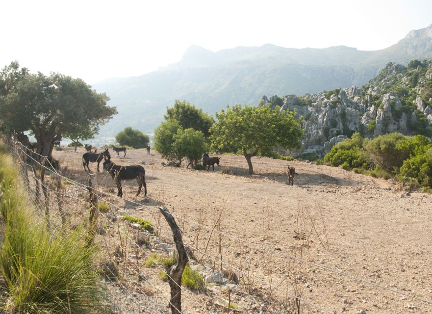 From Palma: Serra Tramuntana and Lluc Monastery Guided Tour - What the eight-hour schedule feels like