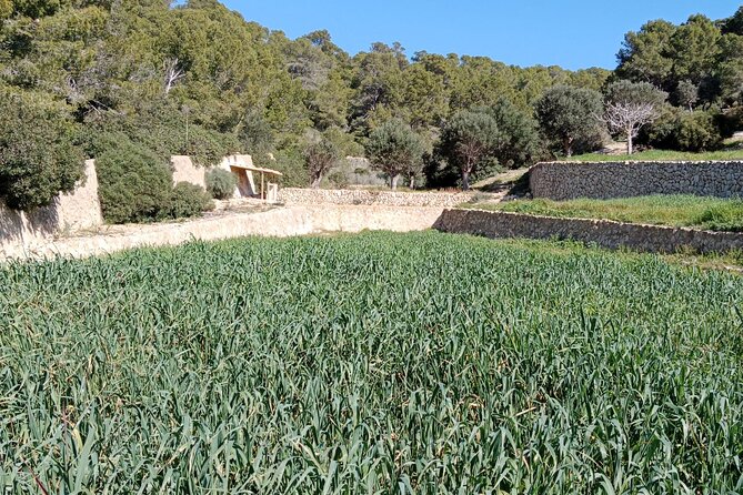 Guided Kayak & Hike from Sant Elm to Sa Dragonera - Who will enjoy this outing most
