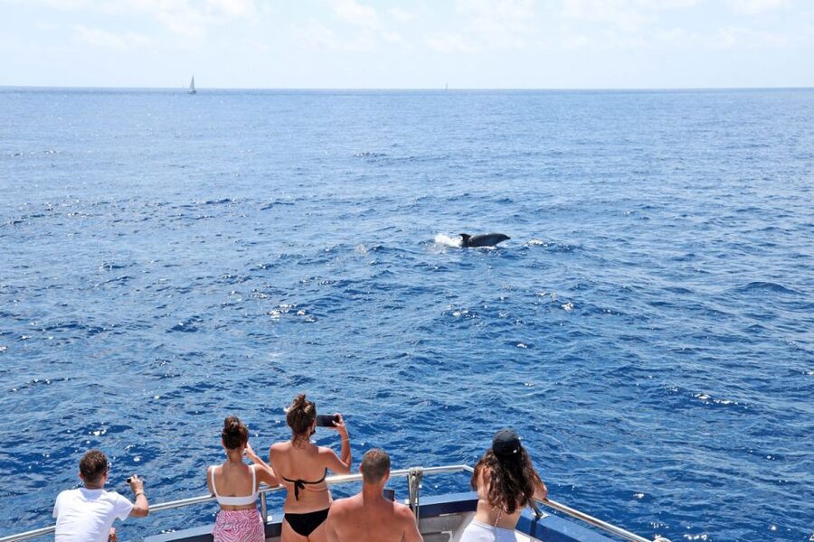 Mallorca: 2-Hour Dolphin Watching Cruise & Glass-Bottom Boat - Setting out along Mallorca’s coast