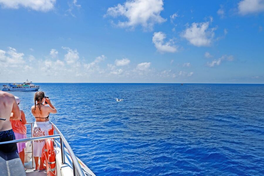Mallorca: 2-Hour Dolphin Watching Cruise & Glass-Bottom Boat - How the dolphin search works