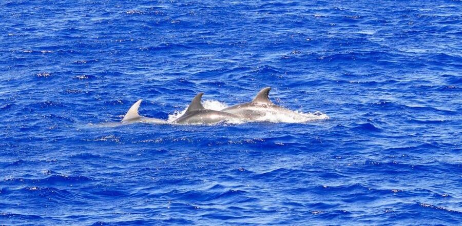 Mallorca: 3-Hour Afternoon Dolphin Watching Boat Tour - Key points to know before booking