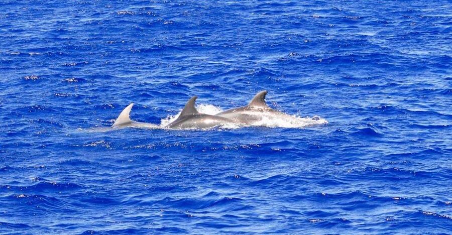 Mallorca: 3-Hour Afternoon Dolphin Watching Boat Tour - Searching for dolphins off Mallorca’s southern coast