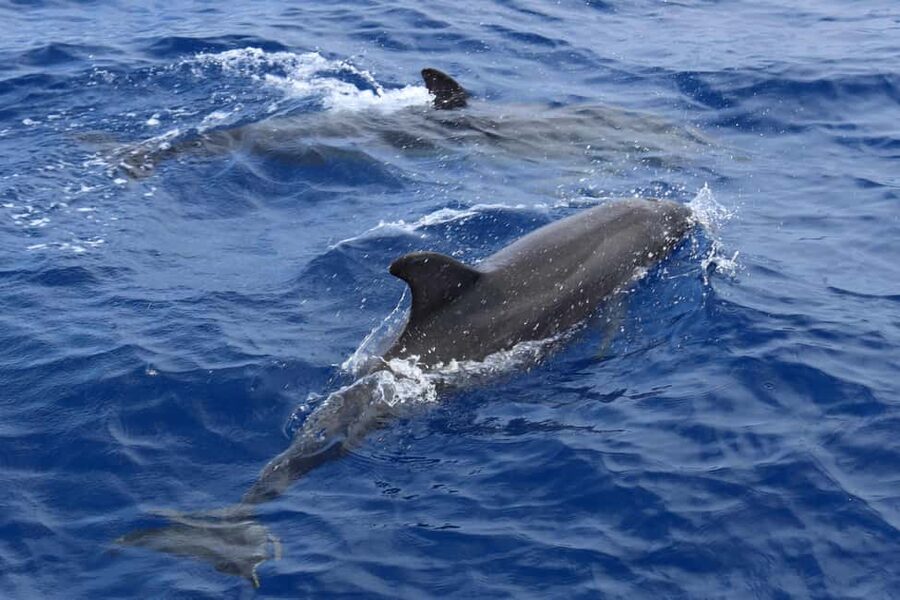 Mallorca: 3-Hour Afternoon Dolphin Watching Boat Tour - What the coastline adds to the trip