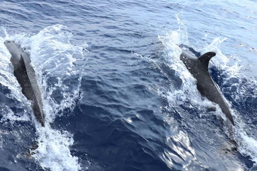Mallorca: 3-Hour Afternoon Dolphin Watching Boat Tour - The open-sea swim stop