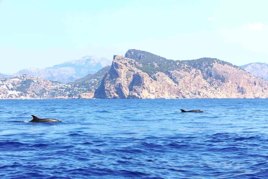 Mallorca: 3-Hour Afternoon Dolphin Watching Boat Tour - Is $48 good value?