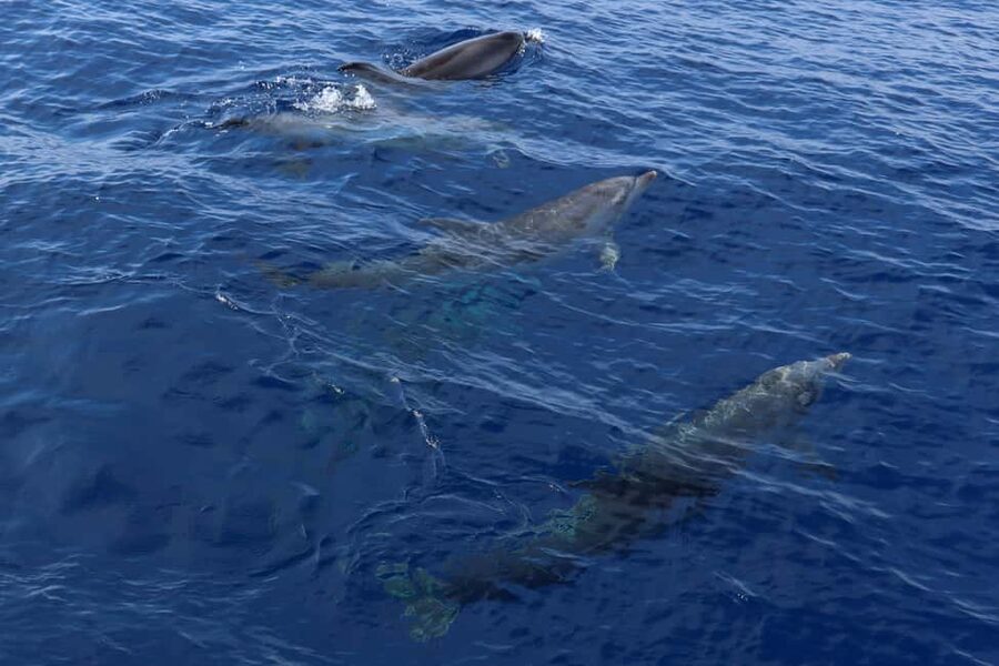 Mallorca: 3-Hour Afternoon Dolphin Watching Boat Tour - Who will enjoy this afternoon cruise?